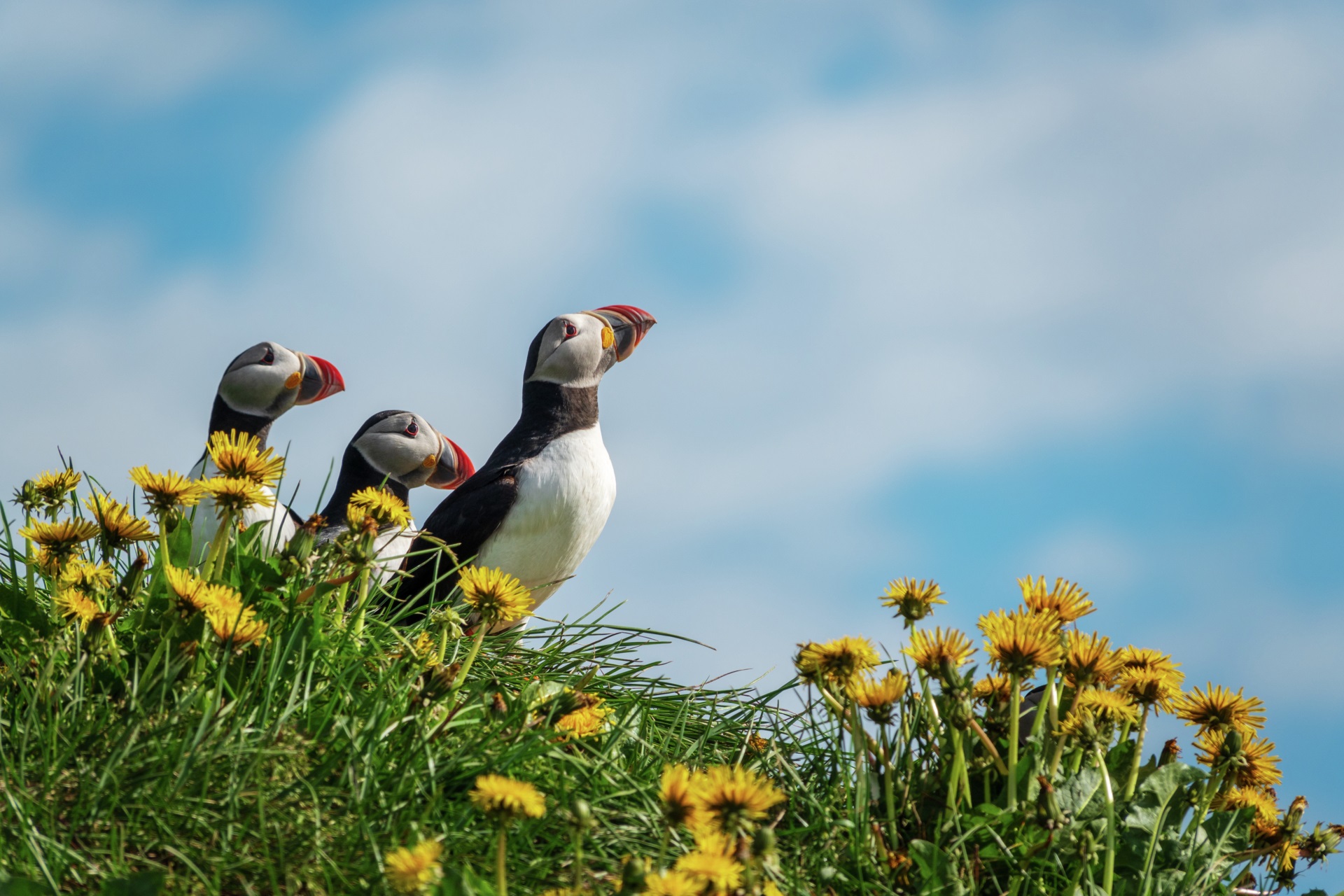 Expeditionen: papageientaucher island camille seaman hx