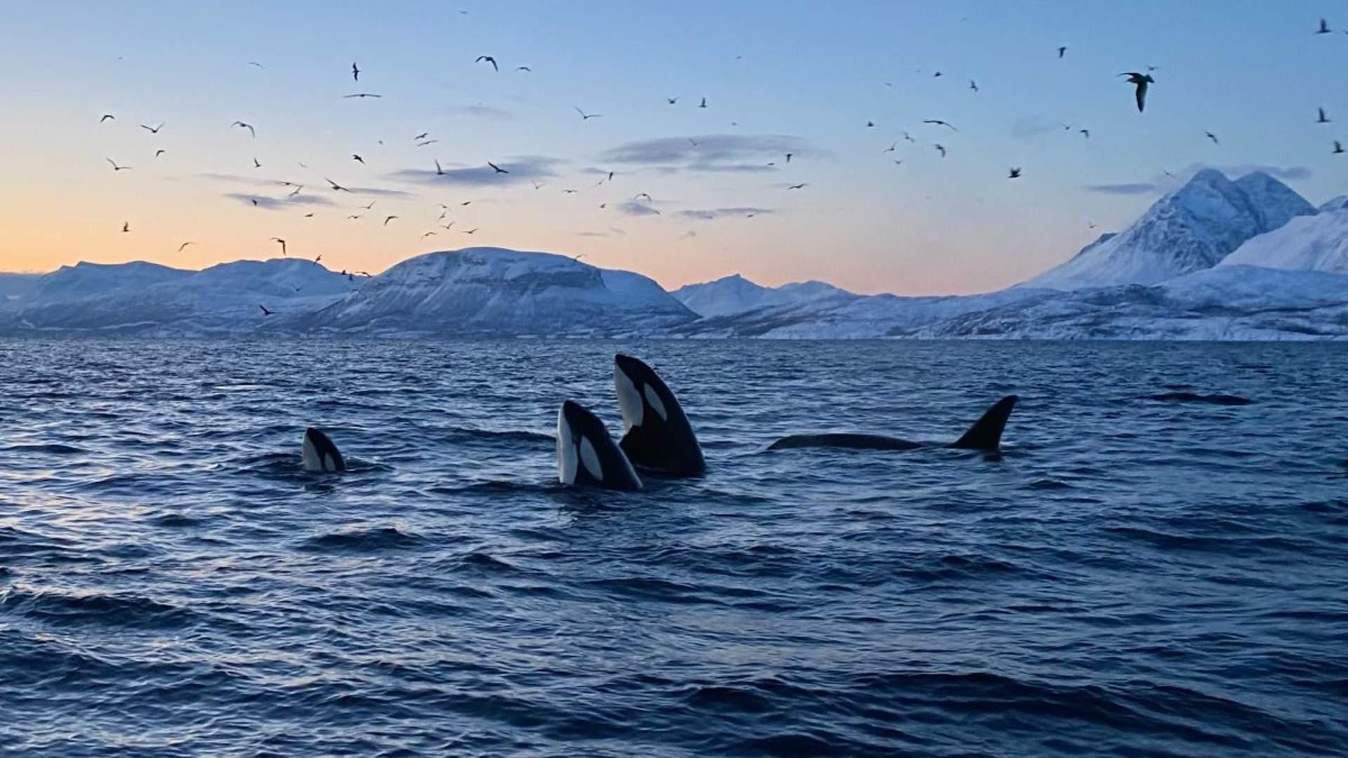 Havila: Norwegen   Skjaervoy   Walbeobachtung   Visit Norway