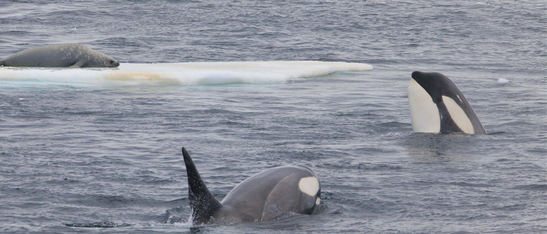 Expeditionen: orca cuverville island linda drake